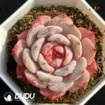 Echeveria Vanilla strawberry