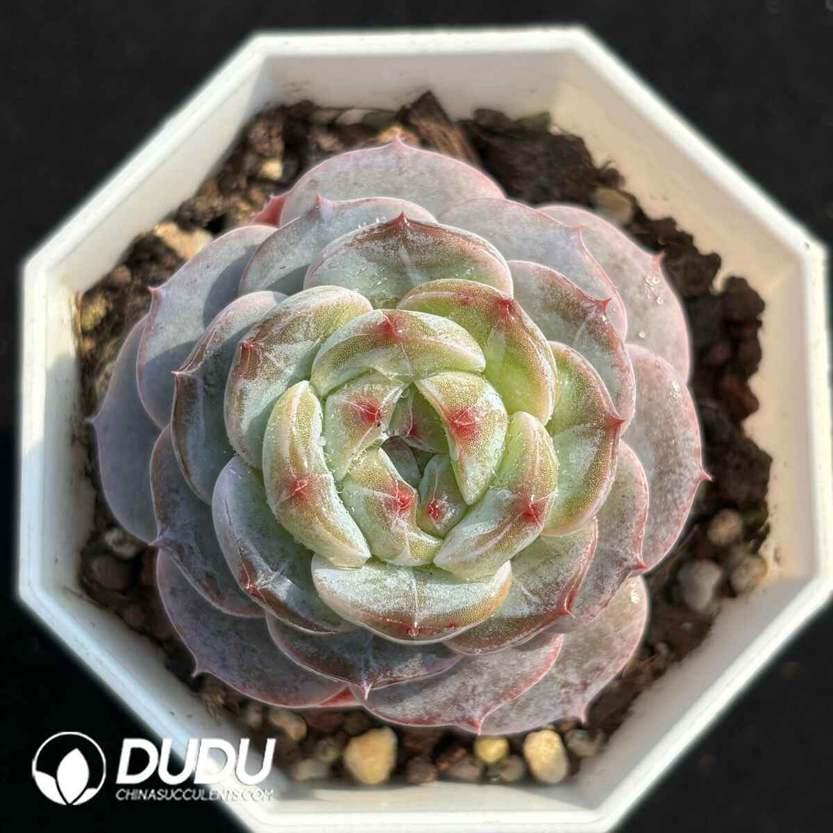 e201-1734.jpg Echeveria Hybrid No.10 - Image 1