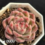 Echeveria Hybrid No.11