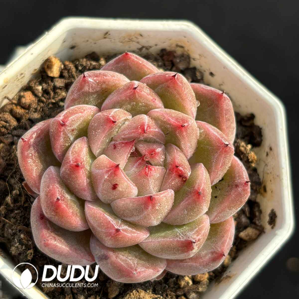 e201-1735.jpg Echeveria Hybrid No.11 - Image 1