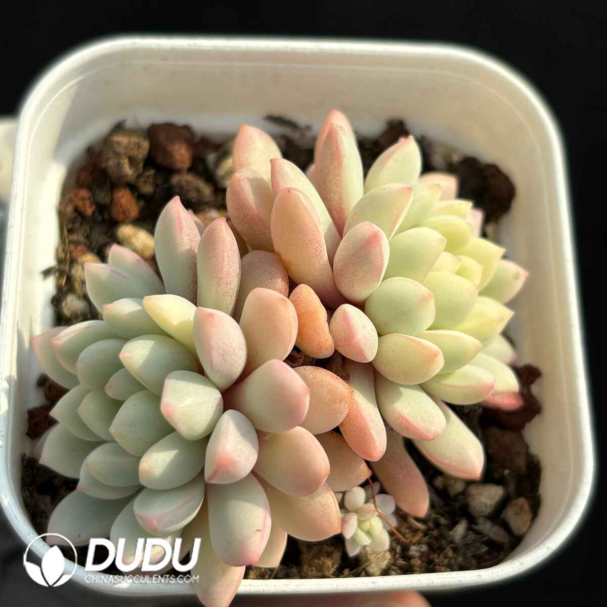 e201-1736.jpg Echeveria Little Red Egg Variegated Double Heads - Image 1