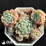 Echeveria 'Ball of Fat' Clustering