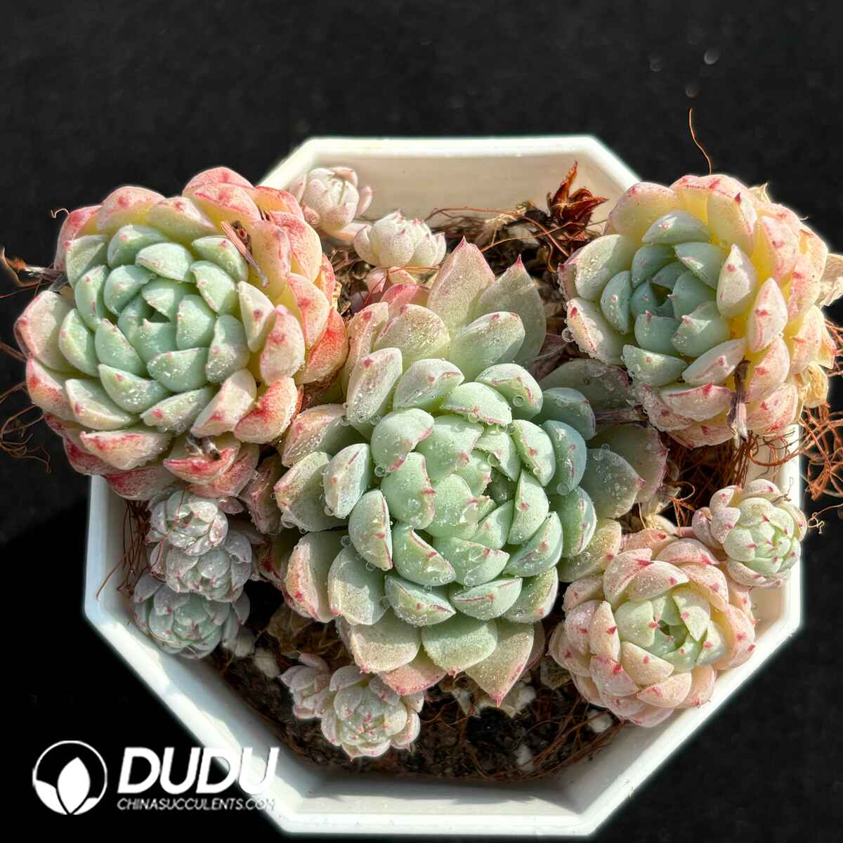 e201-1737.jpg Echeveria 'Ball of Fat' Clustering - Image 1