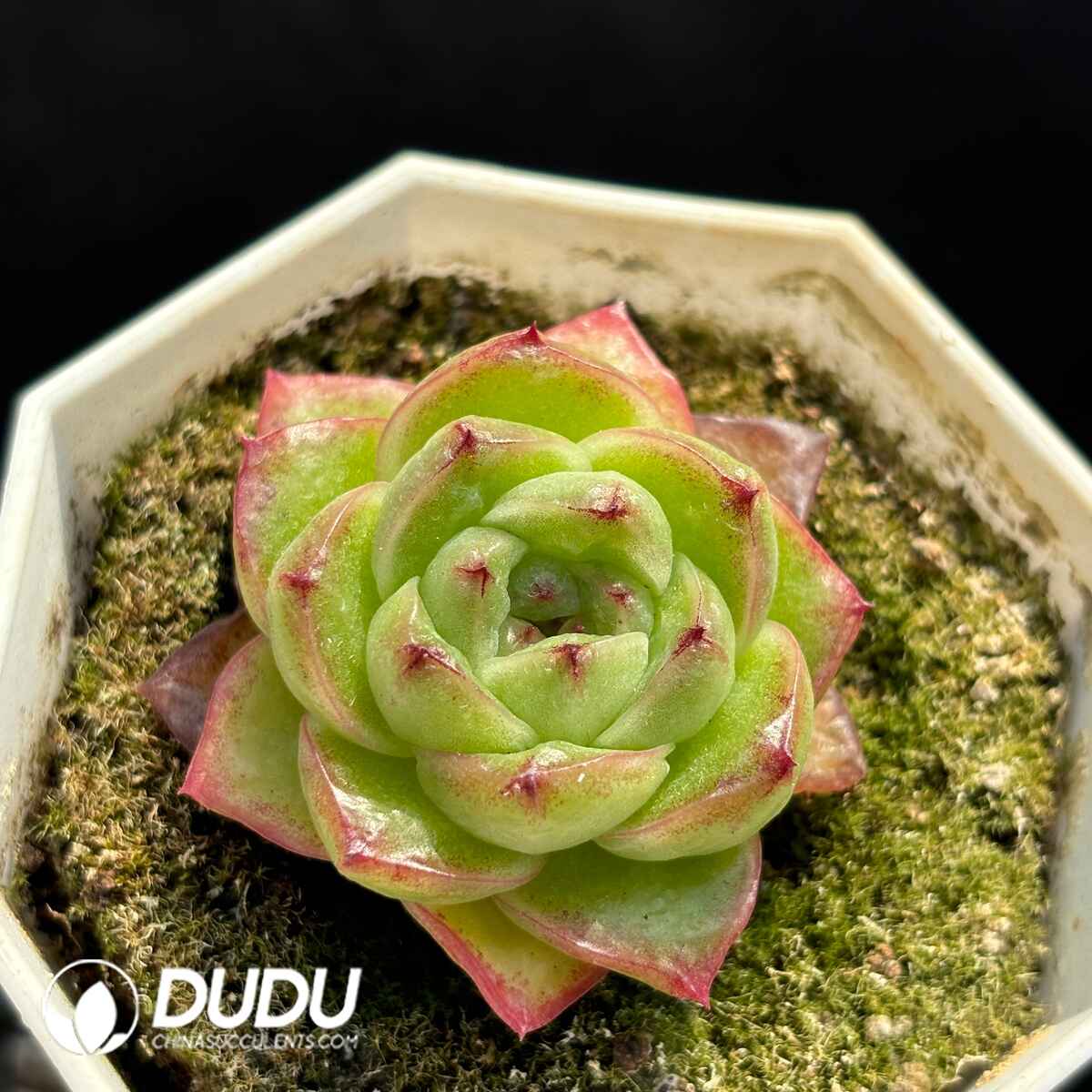 e201-1738.jpg Echeveria Hybrid No.14 - Image 1