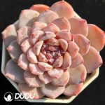 Echeveria Hybrid No.15