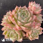 Echeveria Malgan Clustering