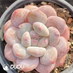 Echeveria Baby Dream