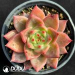 Echeveria Hybrid No.16