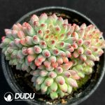 Sedum Red-tipped Preserved Egg Clustering