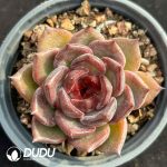 Echeveria Hybrid No.18