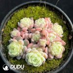 Echeveria Hail Clustering