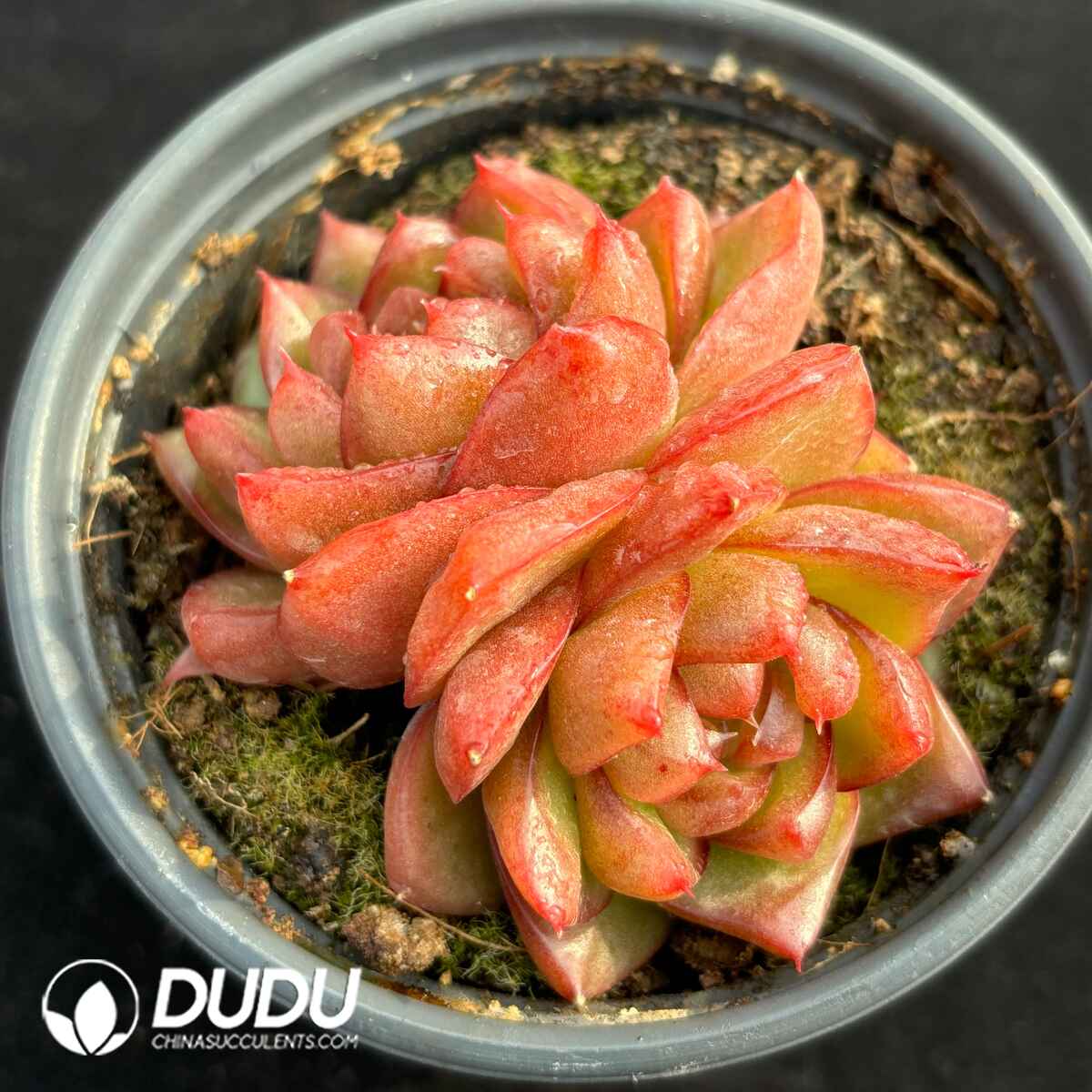 e201-1745.jpg Echeveria Polaris Double Heads - Image 1