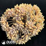 Graptopetalum Light Snow Cristata No.4