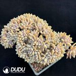 Graptopetalum Light Snow Cristata No.5