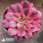 [RTS]Aeonium Pink Witch