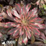 [RTS]Aeonium Yukihime