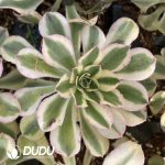[RTS]Aeonium Porsche