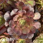 [RTS]Aeonium 'Face Painting