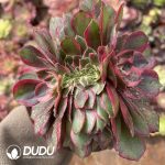 [RTS]Aeonium Zwartkop Variegated