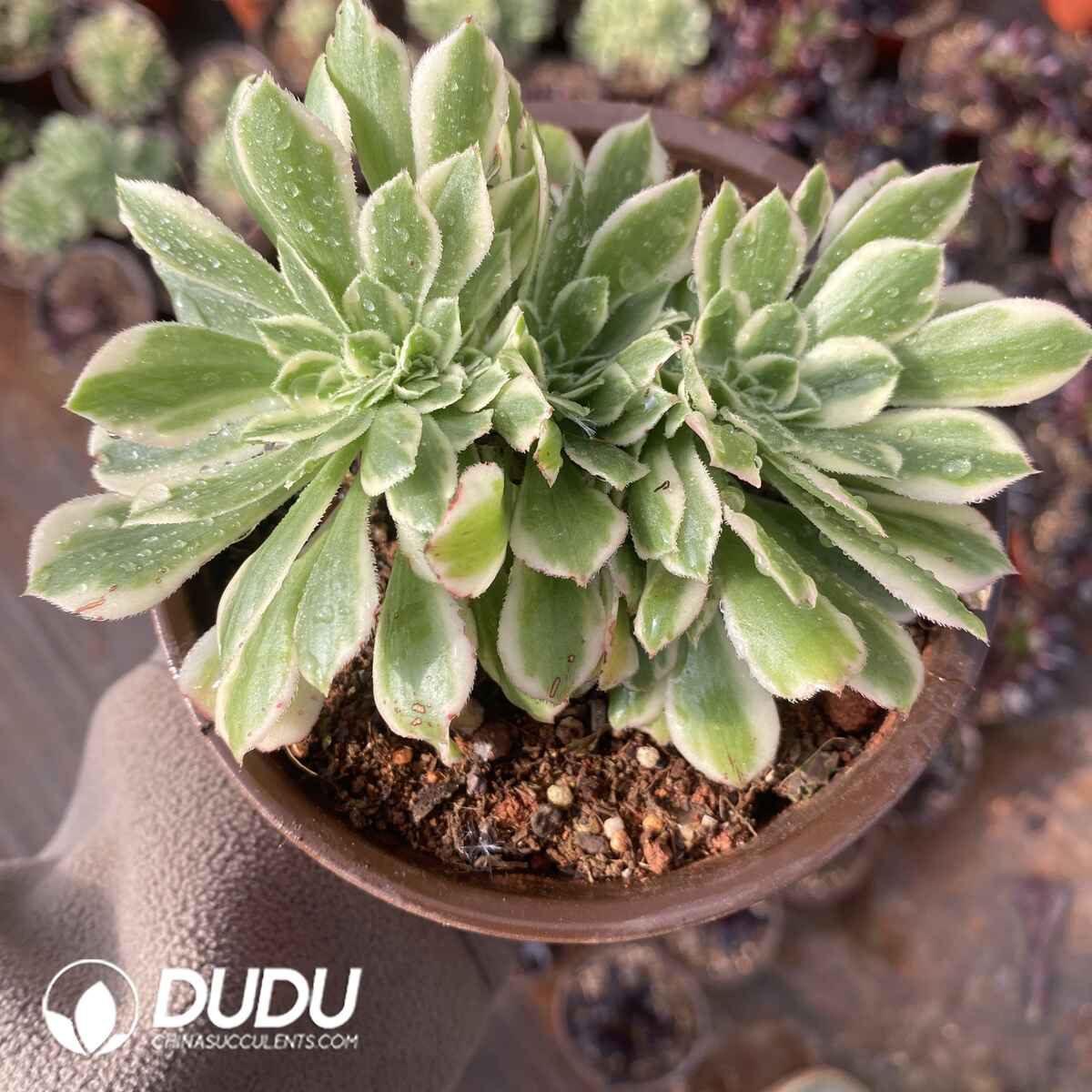 e201-1757.jpg Aeonium Maybach Cristata - Image 1