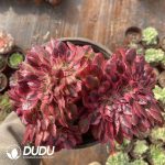 Aeonium Qingcheng Cristata