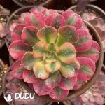 [RTS]Aeonium Pink Lady