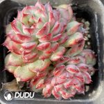 Echeveria Big Eyes Double Heads