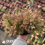 [RTS]Aeonium Xiangfei Cristata