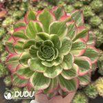 Aeonium Colorful lights
