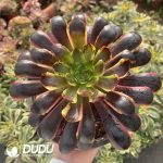 [RTS]Aeonium Superbang
