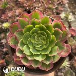 [RTS]Aeonium Yuzi