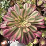 [RTS]Aeonium Yuechan