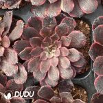 [RTS]Aeonium Oil Painting