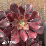 [RTS]Aeonium Medusa