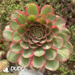 [RTS]Aeonium Lotus Seat