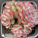 Echeveria Big Eyes Clustering