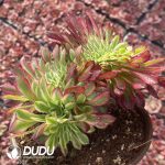 [RTS]Aeonium Qingyi Cristata