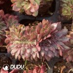 [RTS]Aeonium Black Devil Variegated Cristata