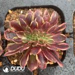 Aeonium Super Bang Cristata