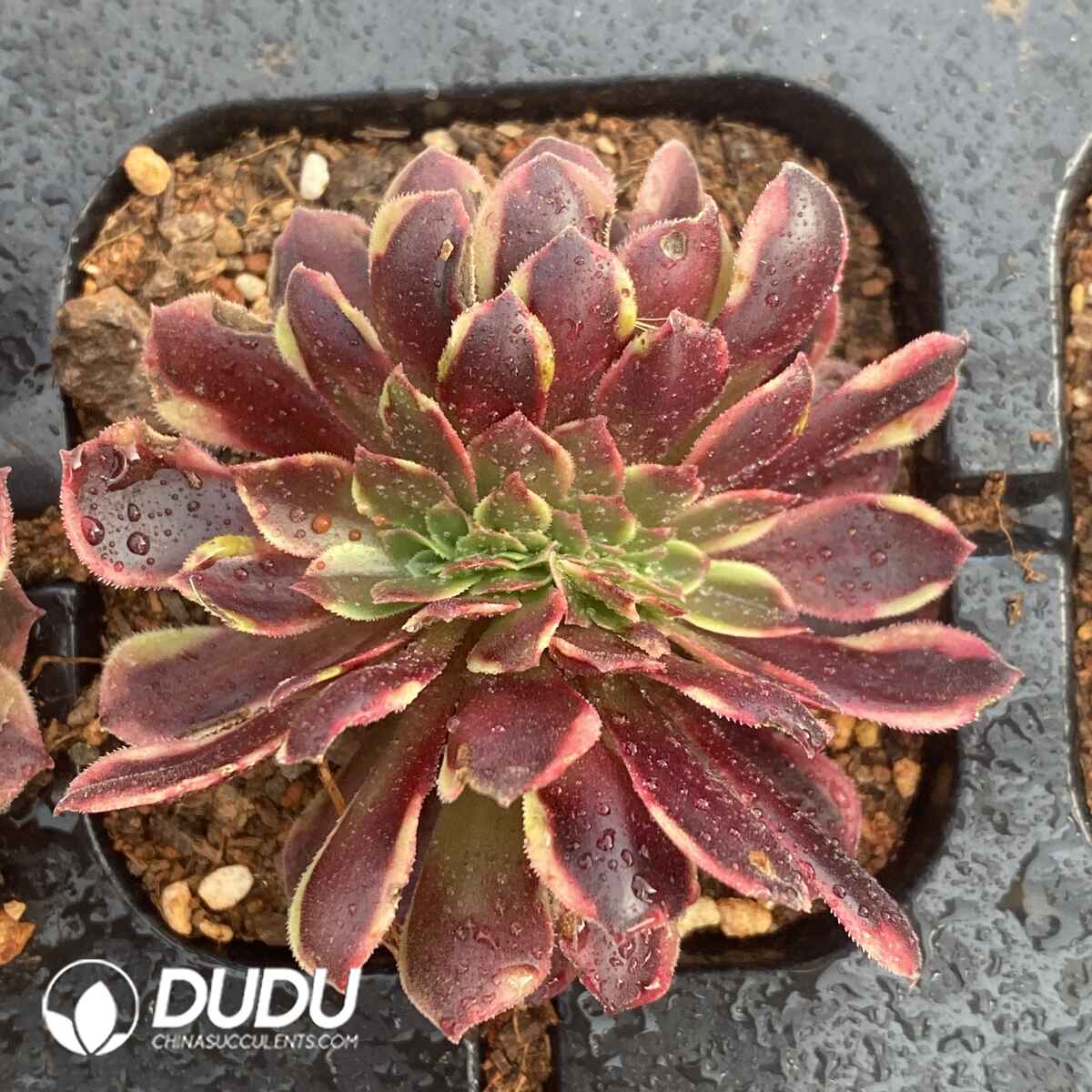 e201-1772.jpg Aeonium Super Bang Cristata - Image 1