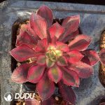 [RTS]Aeonium Ice Cream