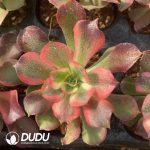 [RTS]Aeonium Xiangfei Cristata