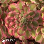 [RTS]Aeonium Peacock Feather