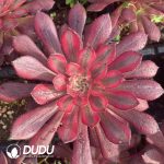 [RTS]Aeonium Pink White Moonlight