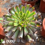 [RTS]Aeonium Lingbo Fairy