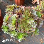 [RTS]Aeonium Facial Makeup Clustering