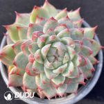 Echeveria Git
