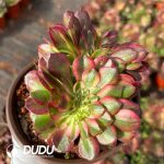 Aeonium Lichi Cristata