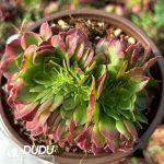 [RTS]Aeonium Hai Xian Cristata