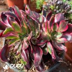 [RTS]Aeonium Red Witch Cristat